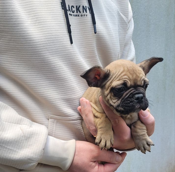 Bulldog macho 2 meses