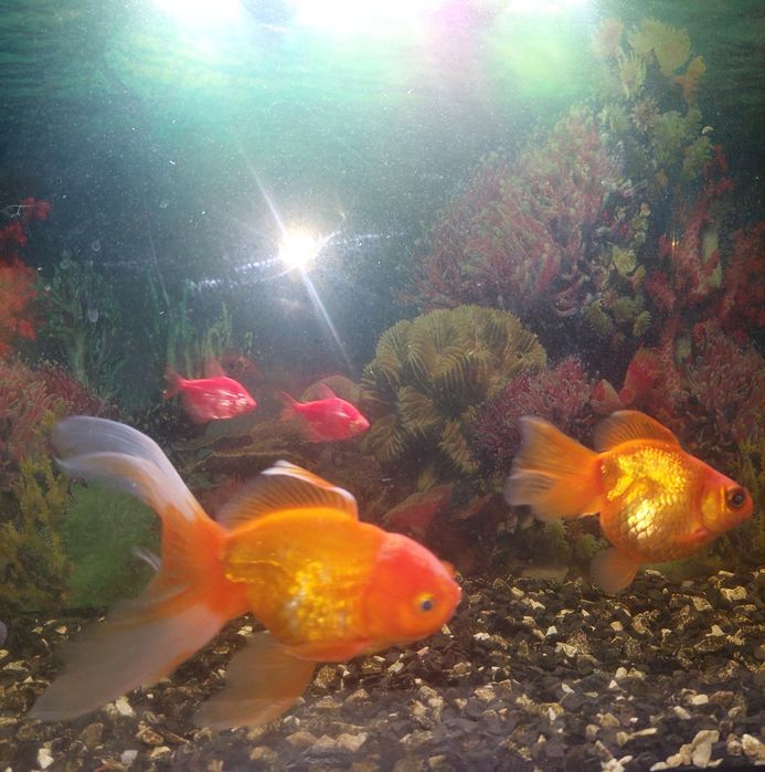 Продам Аквариумных Рыбок. Харьков!