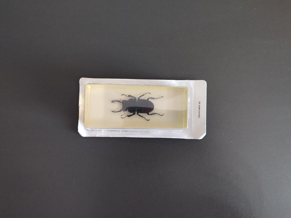 Жук-олень в оригінальній упаковці