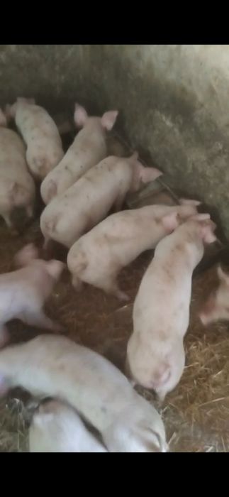 Малі поросята продаж