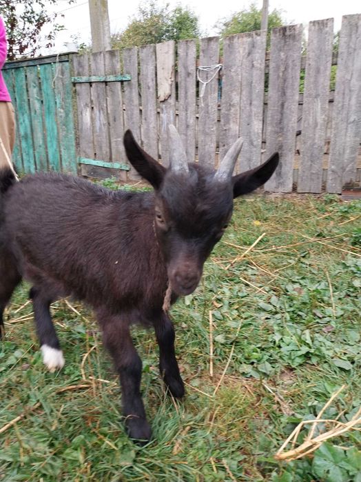 Продам козенятко