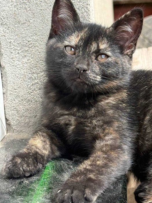 Віддам в добрі руки кошенят