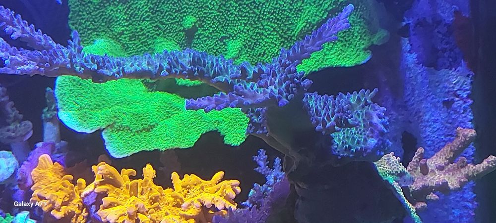 Diversos corais para venda