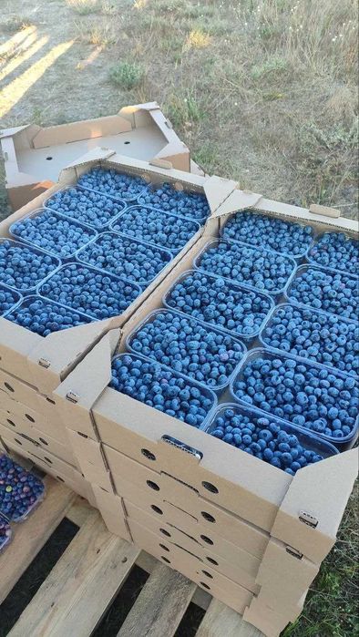 Лохина свіжозібрана