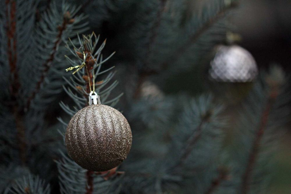 Canon 105/2.8 Macro Sigma HSM OS предметне фото, стоматологія, природа