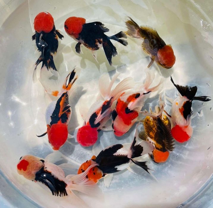 Oranda Panda Tricolor Olsztyn wysylka