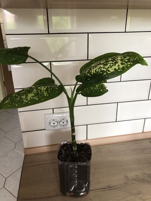 Дифенбахия пятнистая.