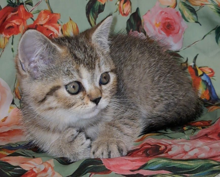 Котенок шотландской породы