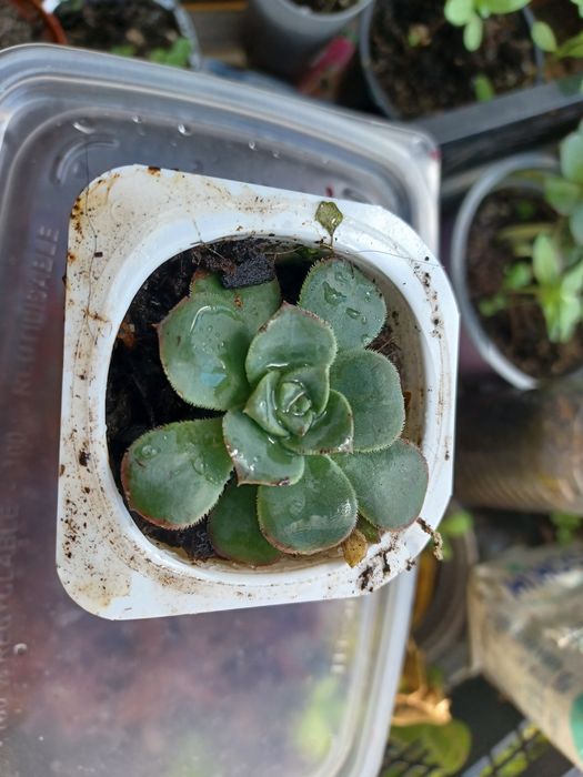 Suculenta folhas bicudas