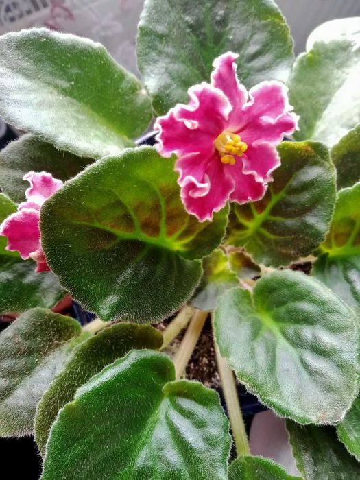 Фіалка( сенполія) квітуча