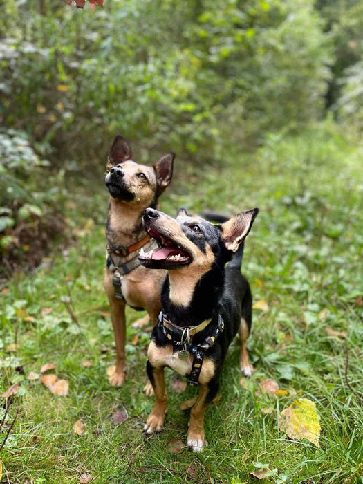 Wesoły,mały młody Gacek szuka domu