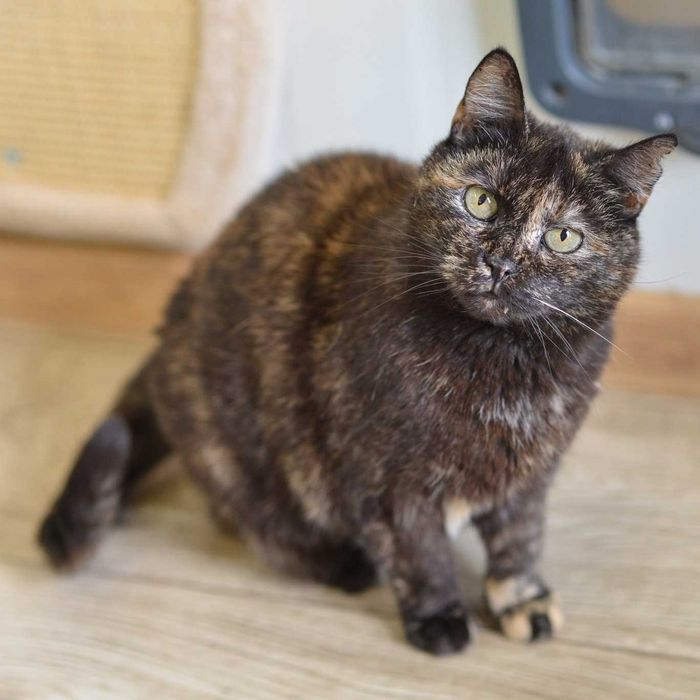 Przedstawiamy wam Rujkę!