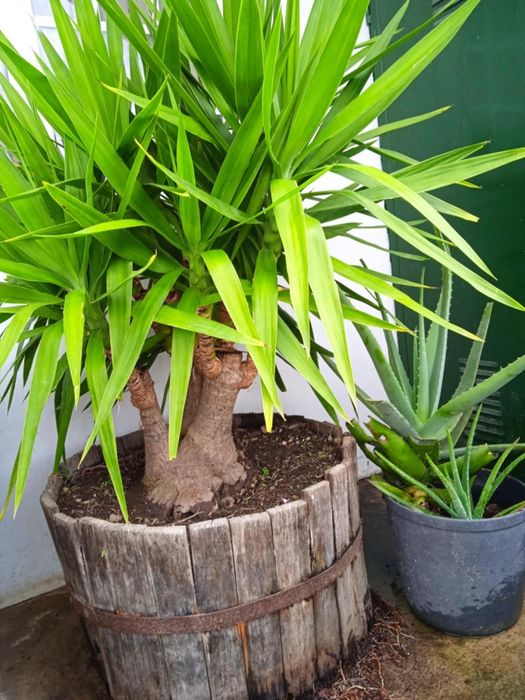 Vendo yuca grande, bonita para jardim