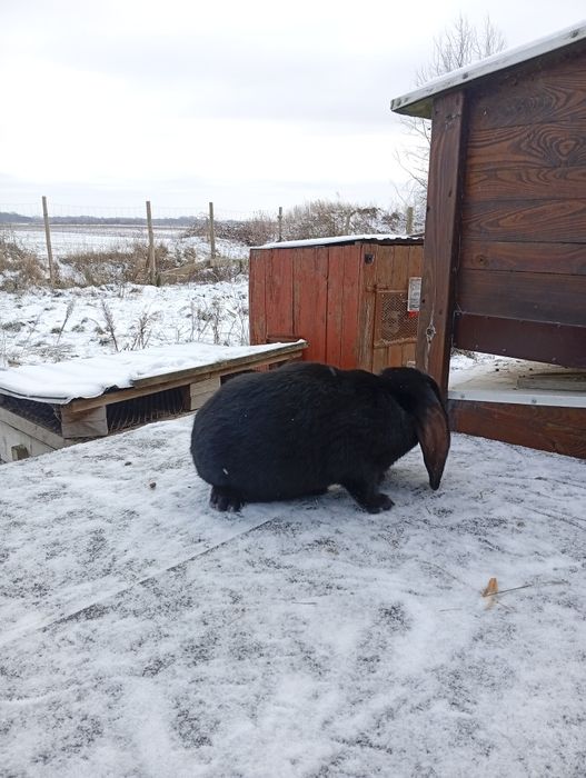 Samiec baran francuski młody