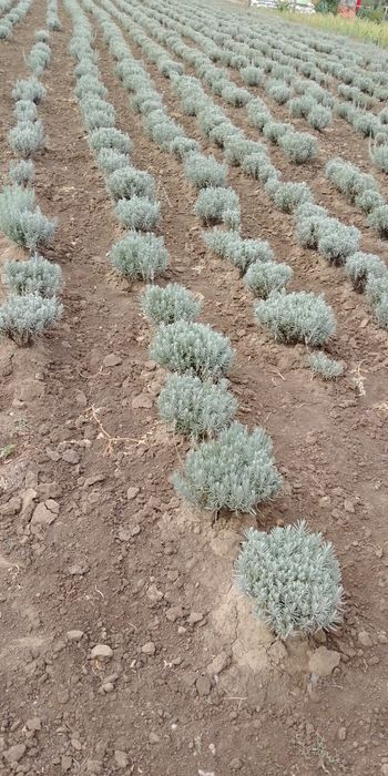 Лаванда Королівська опт