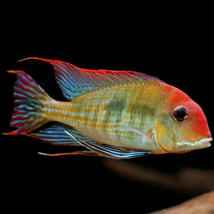 Geophagus Red Head Tapajos