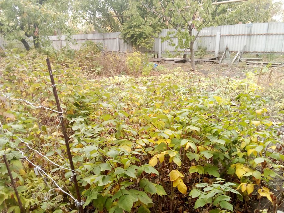 Сдам или Продам газифицированый