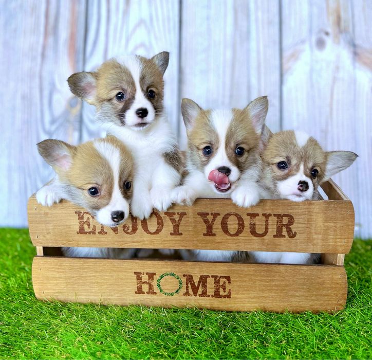 Вельш корги пемброк