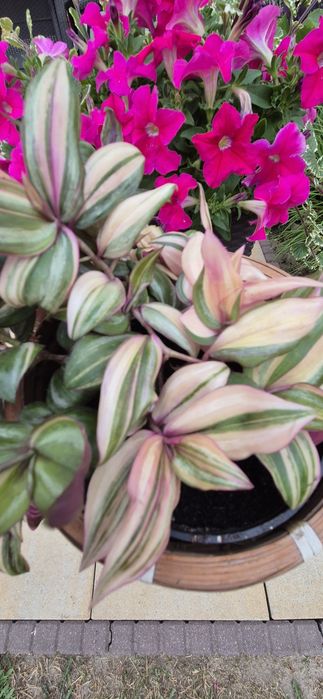Trzykrotki 29 różnych odmian kolorowe kwiaty doniczkowe  Zebrina  Ogon Smoka Variegata  Purple heart  Baby bunny balies  Pink lady  Yellow