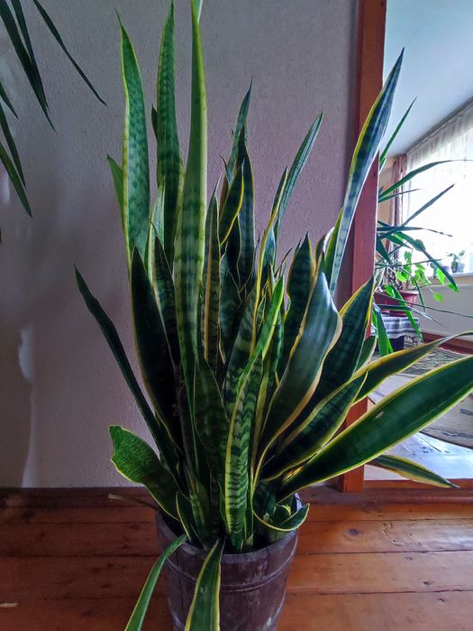 Сансевєрія . 2 види, калатея, кислиця, ледебурія, зефірантес, гібіскус