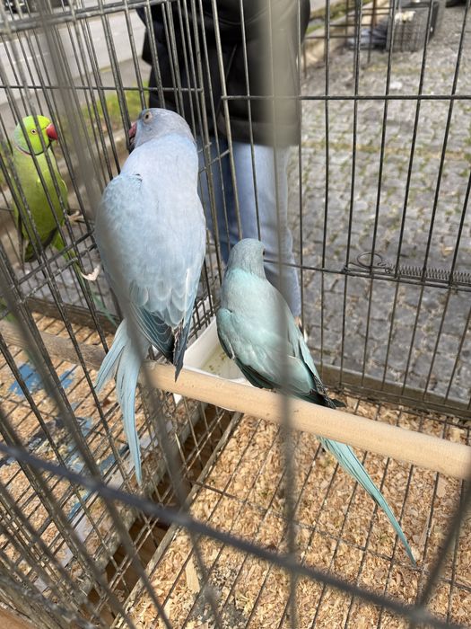 Ring necks adultos e novos