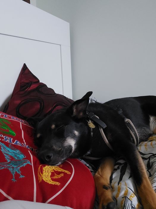 Dakota - super sunia do adopcji