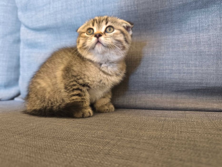 Gatinho scotish fold