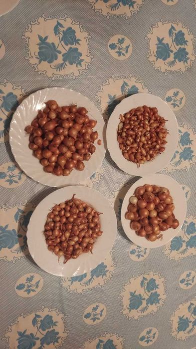 Лук севок(арпажик)