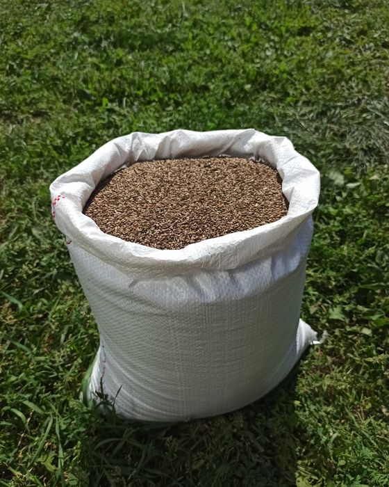 Seradela czyszczona na poplony zbiór 2025