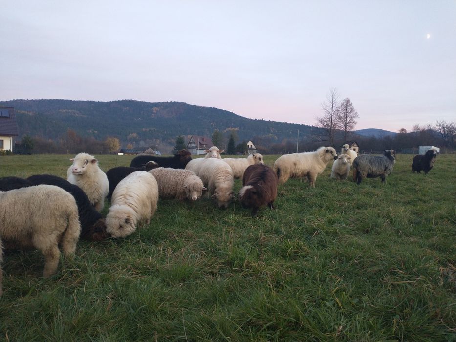 Owce Jagnięta Jagnięcina miesio