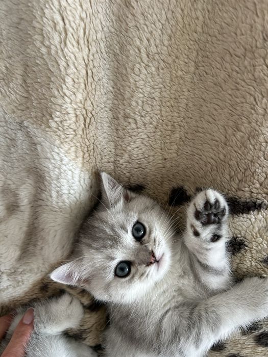 Кошеня дівчинка срібна шиншила