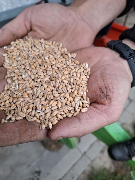 Pszenica na worki i luzem.