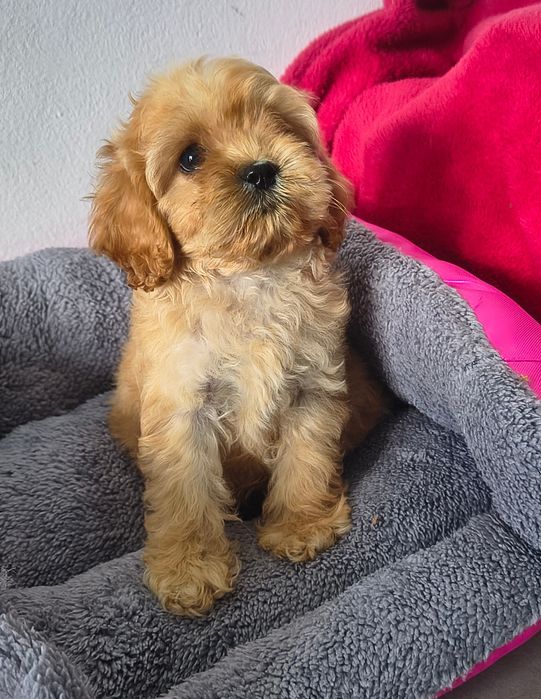 cocapoo,cocker spaniel amerykański,coca poo amerykański SUCZKA