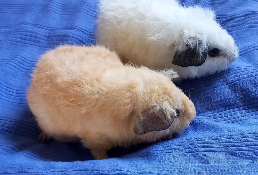 Морская свинка и ее корм