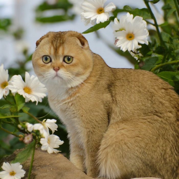 Хлопчики висловушки дуже милі кошенята!