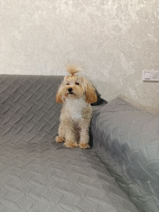 Гарний ,грайливий хлопчік мальтіпу