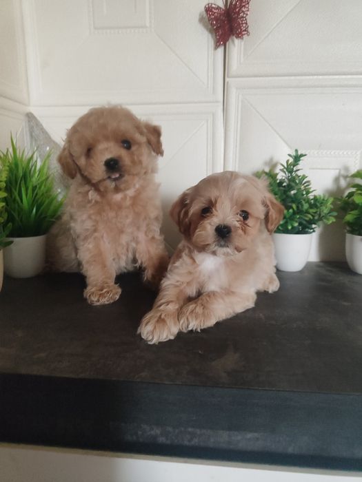 Чарівні малюки Мальтіпу ф1 хлопчики та дівчатка.