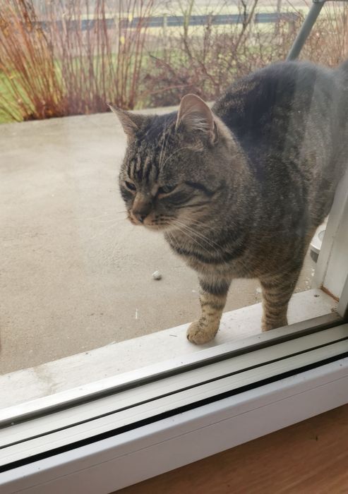 Piękny przyjazny kotek do oddania