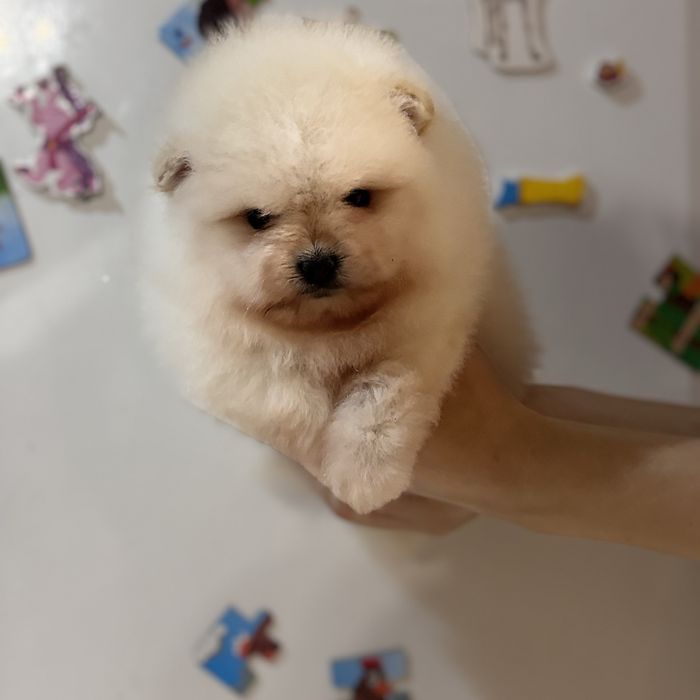 хлопчик шоу класу тип ведмедика