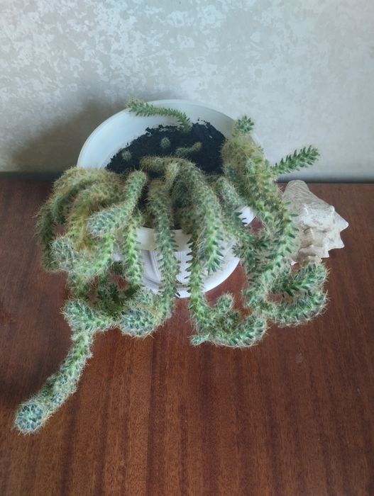 Циліндропунція сукулент