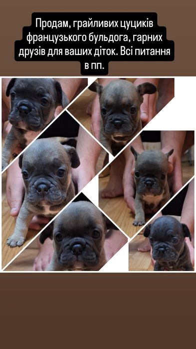 Продаються цуценята французького бульдога