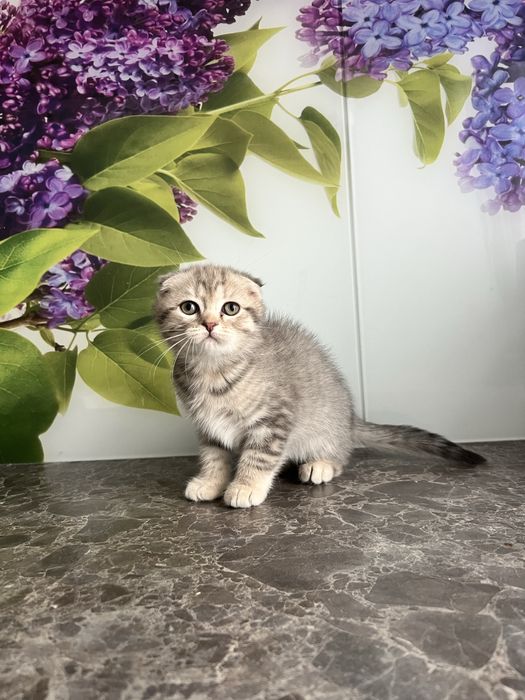 Висловухий шотландець кошеня хлопчик 2 місяці scottish fold