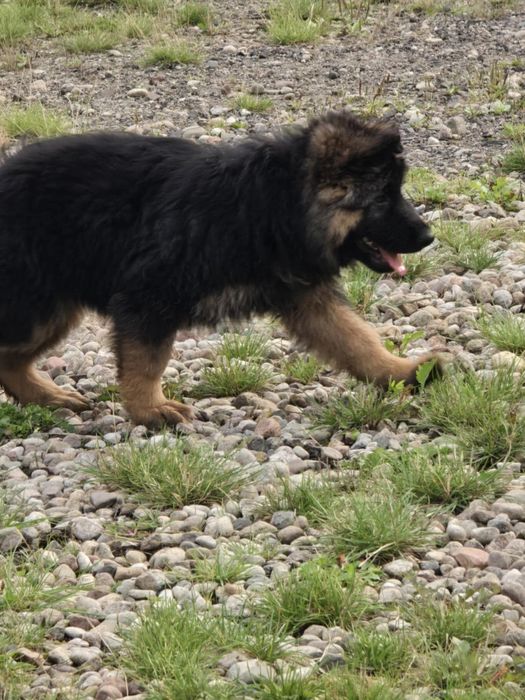 Owczarek niemiecki długowłosy