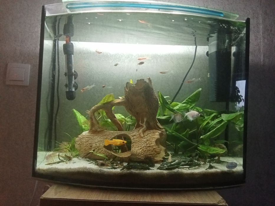 продам різних риб можливий обмін на пецилій/мечоносців