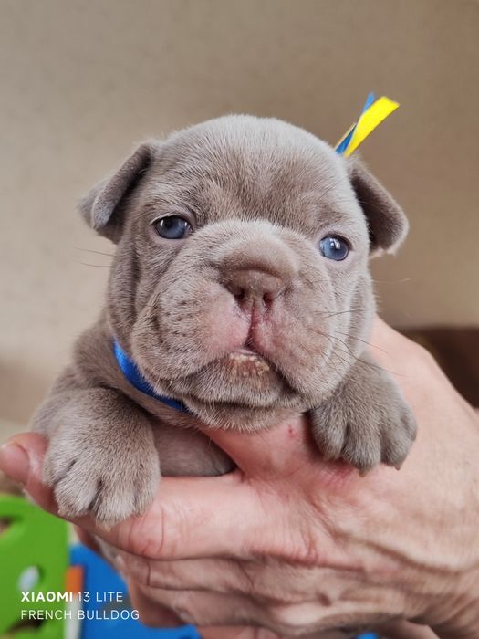 Изабела Нью шейд хлопчики та дівчатка.