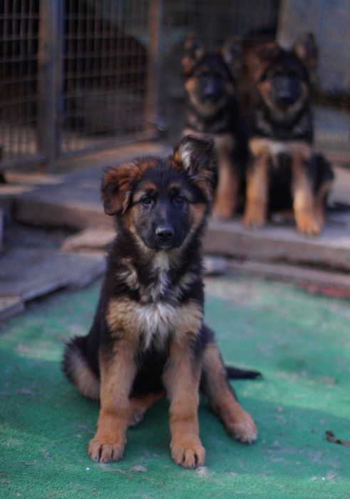 немецкая овчарка