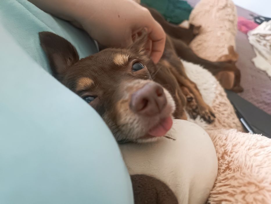 Passeio de Cães / Pet Sitting