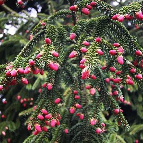 Ялина східна Ауреоспіката (picea orientalis Aureospicata)