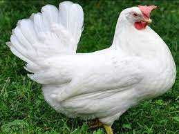 ломан вайт або браун Україна та Угорщина