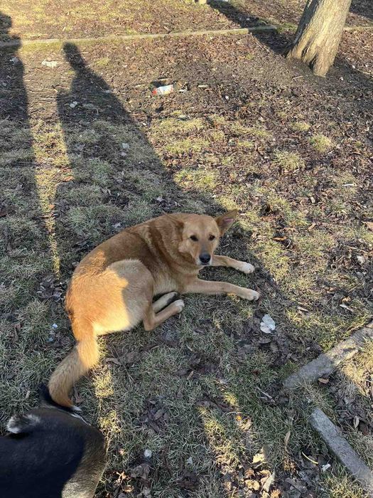 Срочно!!! Красивому мальчику нужен дом!!!